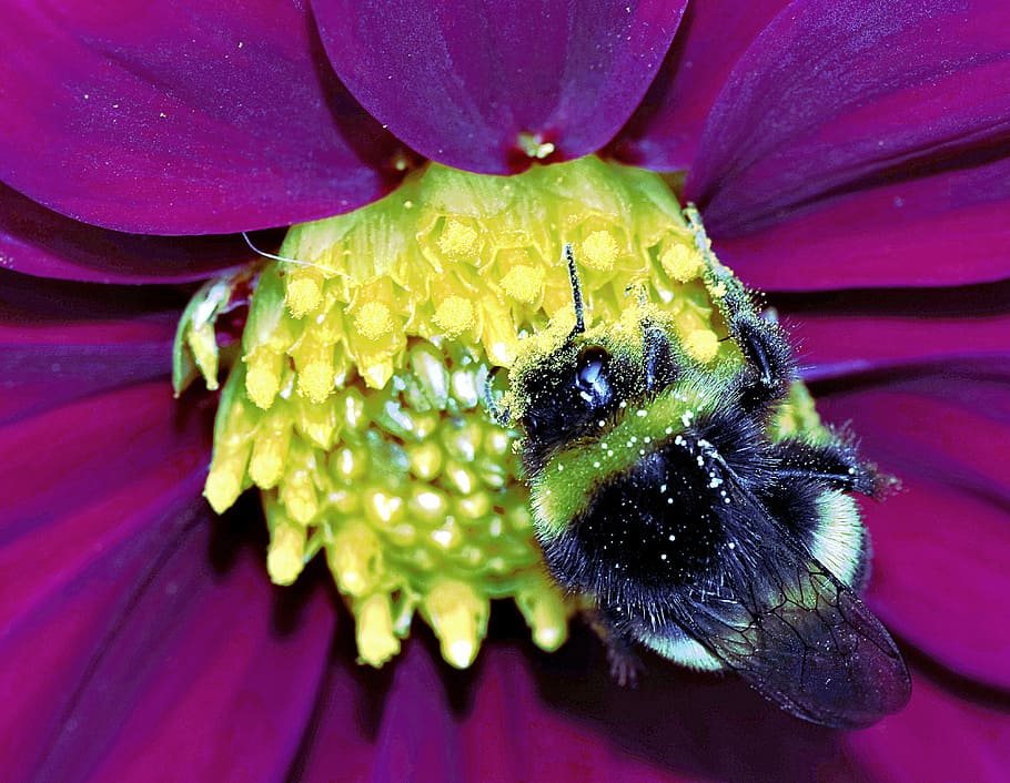 bumblebee, insect, pollinate, honey, flower, yellow, pollen HD wallpaper