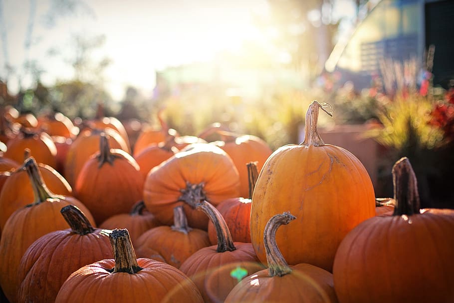orange pumpkin lot photo, pumpkins, halloween, fall, autumn HD wallpaper