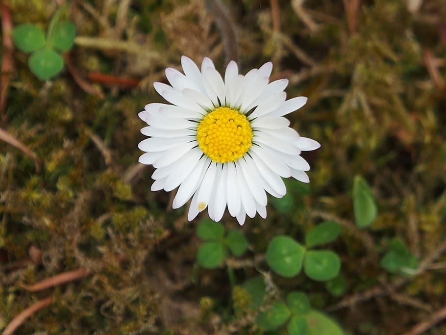 flower, close, summer, daisy, marie flower, small, flower white, HD wallpaper