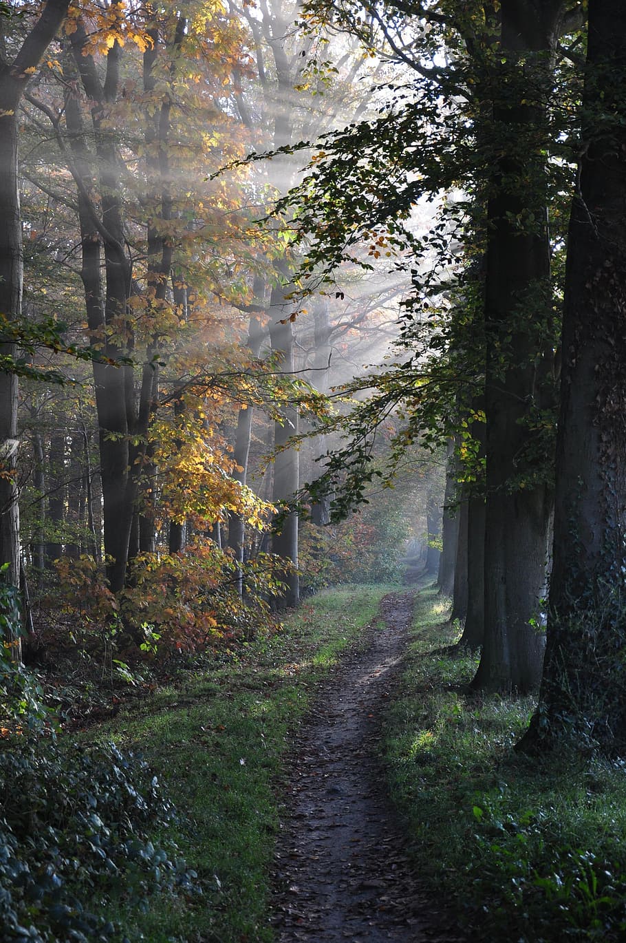 sunlight on yellow leaf trees, path, forest, sunbeams, country HD wallpaper