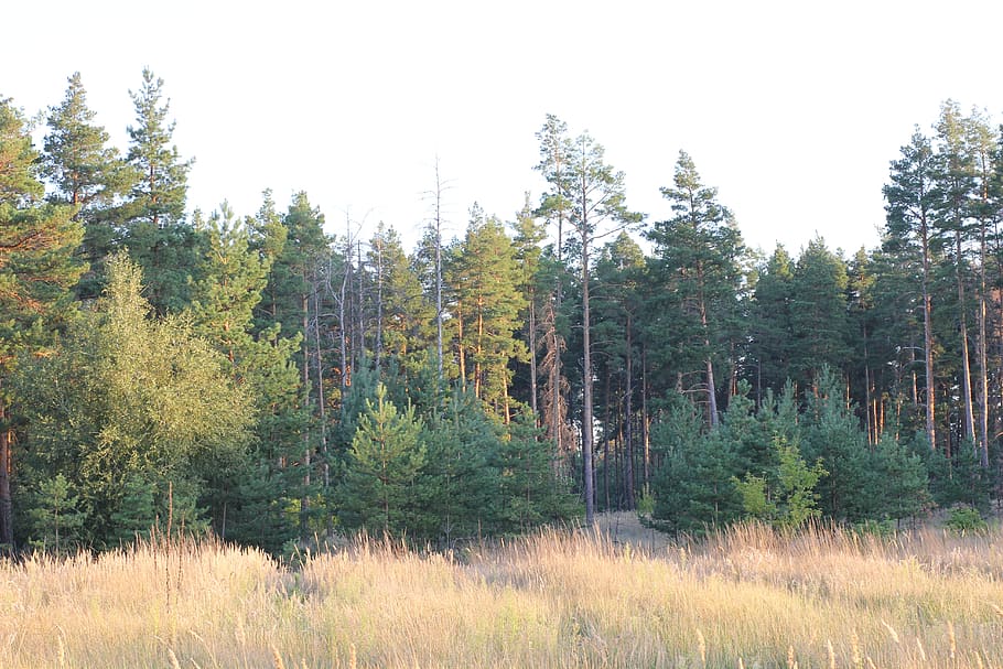 pine, field, landscape, nature, tree, green, grass, forests HD wallpaper