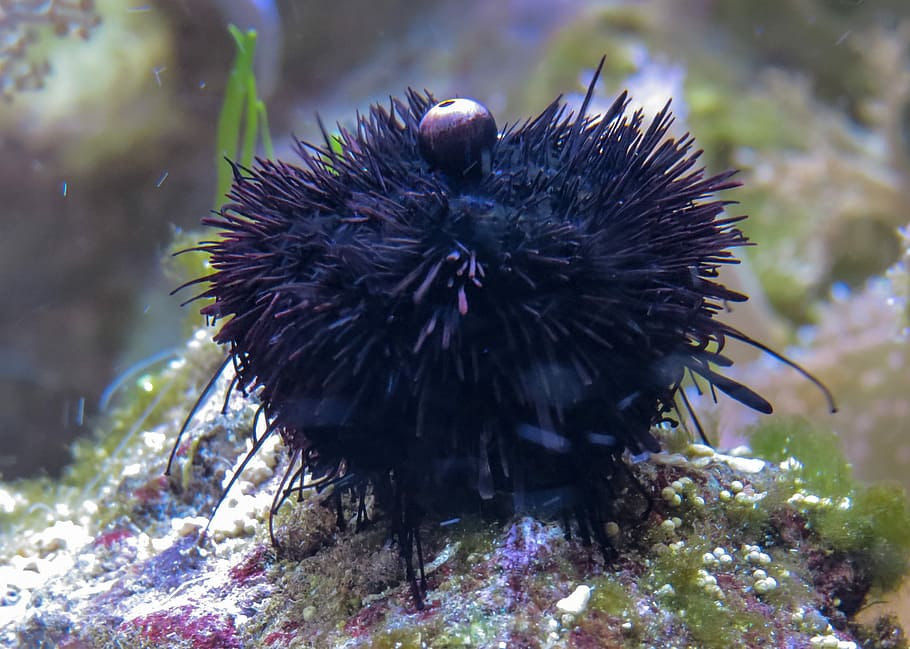 Sea Urchins, Sea Animal, sting, marine life, underwater, sea life, HD wallpaper