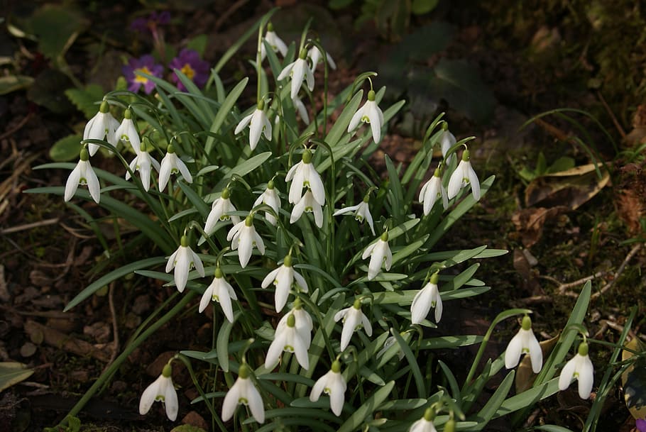 snowdrop, flower, spring, white, nature, early bloomer, flowers HD wallpaper