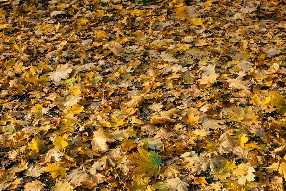 Fallen leaves, nature, autumn, leaf, yellow, season, orange Color HD wallpaper
