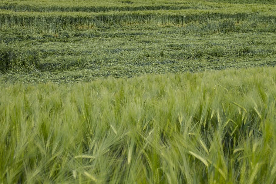 cornfield, cereals, storm damage, plant, landscape, agriculture HD wallpaper
