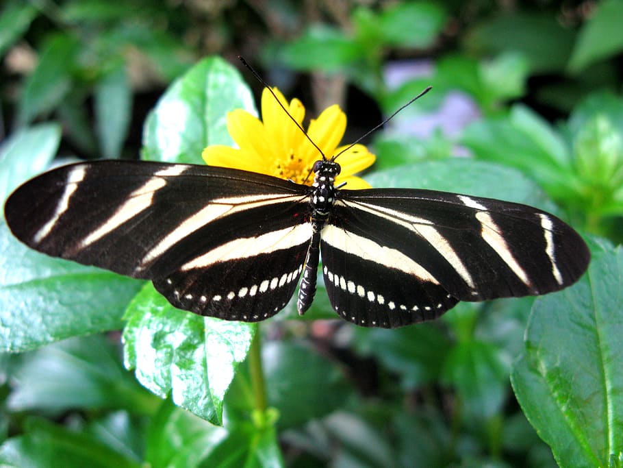 butterfly, nature, insect, animal wildlife, invertebrate, animal themes HD wallpaper