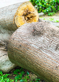 tree, dead, nature, desert, dry, death, landscape, old, natural HD wallpaper