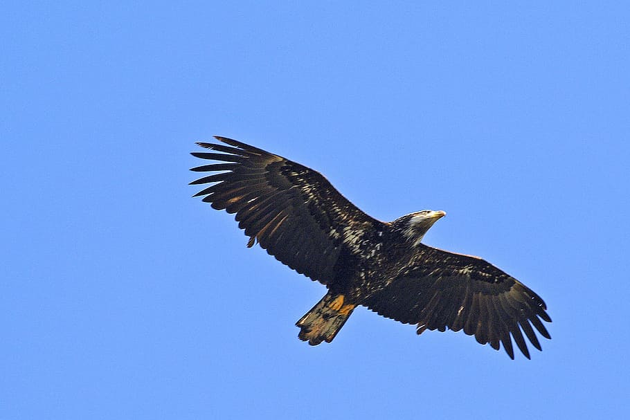 low angle photography of flying black bird, Osprey, Wings, Feather HD wallpaper