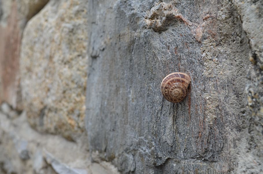 mykonos, snail, stone, bug, vacation, tour, nature, textured HD wallpaper