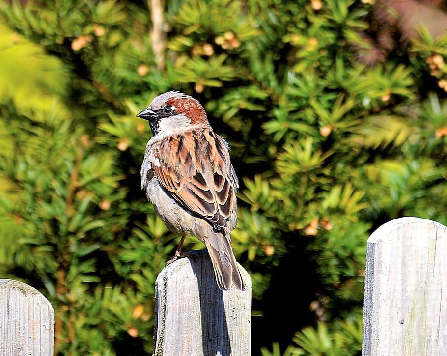 Sperling, Sparrow, Close, Nature, sparrows, animal, bird, tree HD wallpaper