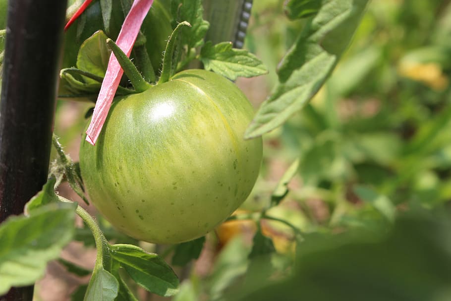 tomato, fruit, food and drink, green color, healthy eating HD wallpaper
