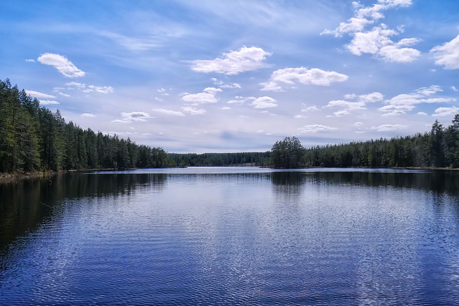 Forest, Cloud, Tree, Himmel, Lake, summer, swedish, nature HD wallpaper