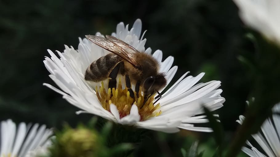 bee, flower, nature, animal themes, animal wildlife, animals in the wild HD wallpaper