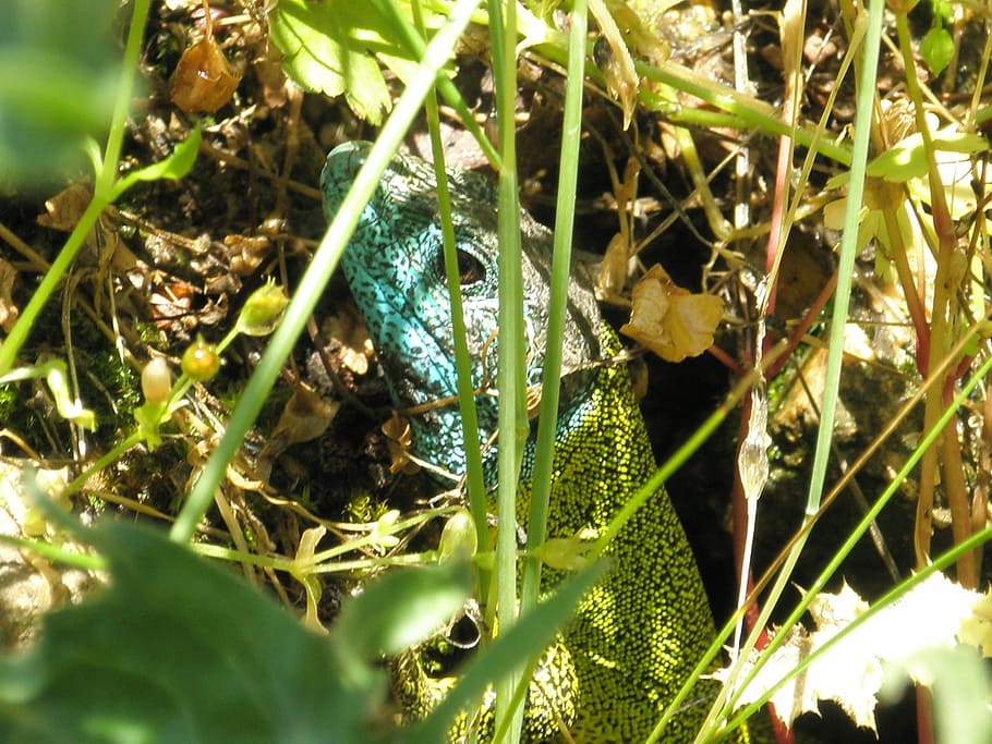 Lizard, Reptile, Animals, green, animal themes, one animal HD wallpaper