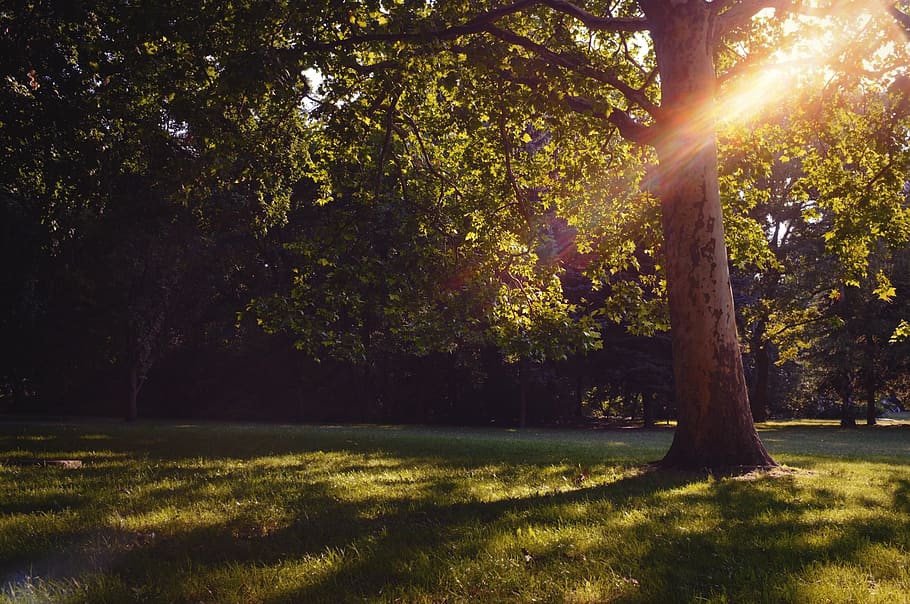 park, tree, sun, budapest, plant, sunlight, grass, nature, beauty in nature HD wallpaper