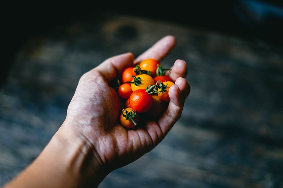 person holding cherry tomatoes, human holding orange fruit lot HD wallpaper