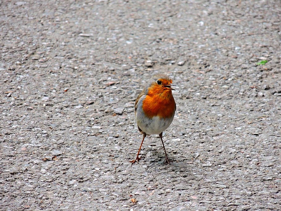 Robin, Birds, turdide, animal, nature, wildlife, feather, beak HD wallpaper