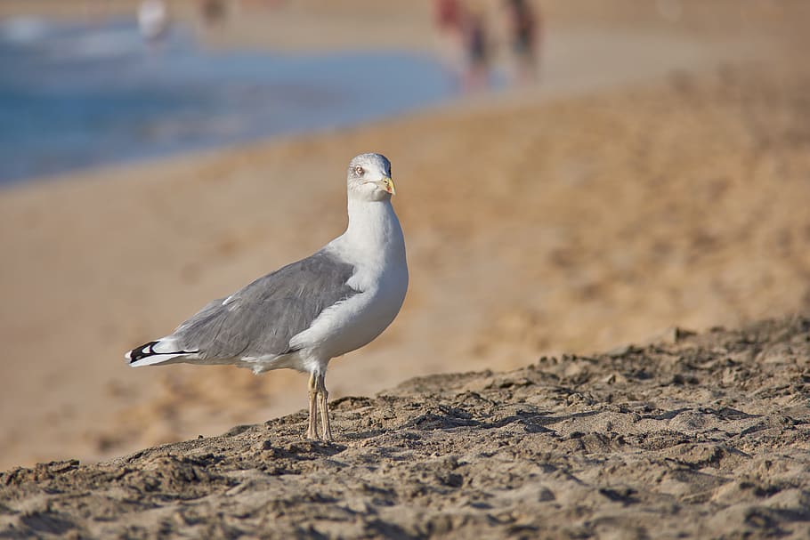 seagull, beach, sand, surf, sand beach, bird, most beach, bill HD wallpaper