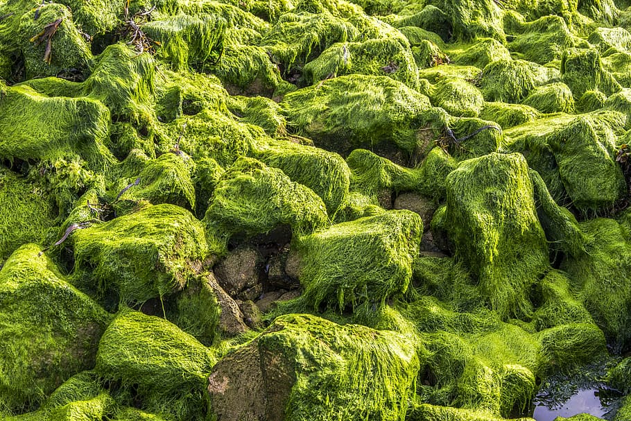 Algae, Green, Brittany, Plant, Colors, seaside, rocks, brightly colored HD wallpaper