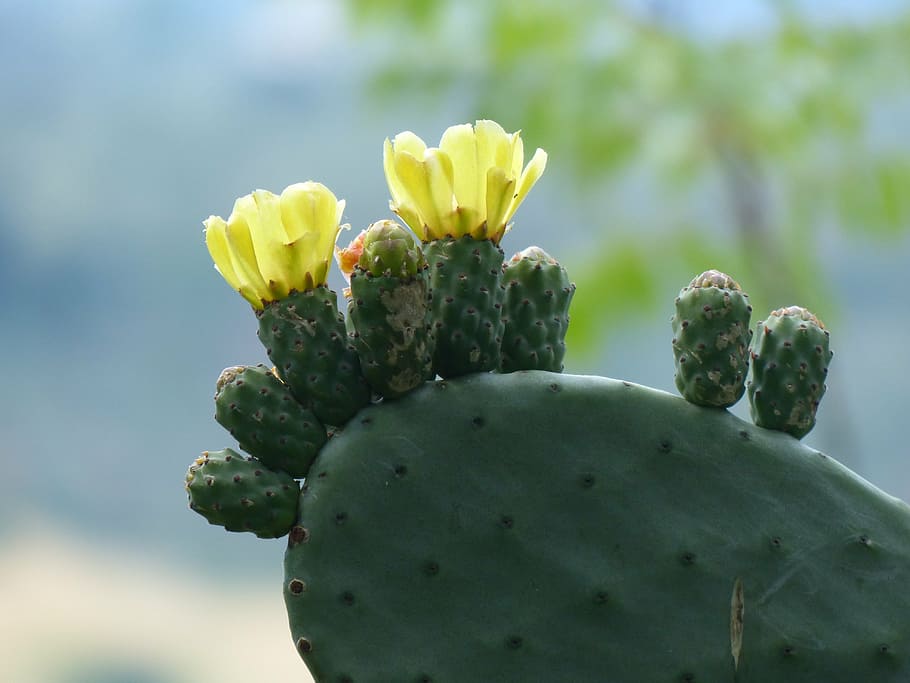 cactus, blossom, bloom, bright, yellow, succulent plant, growth HD wallpaper