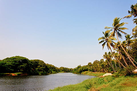 HD Wallpaper: India, Kerala, Backwaters, Coconut Trees, Reflection ...