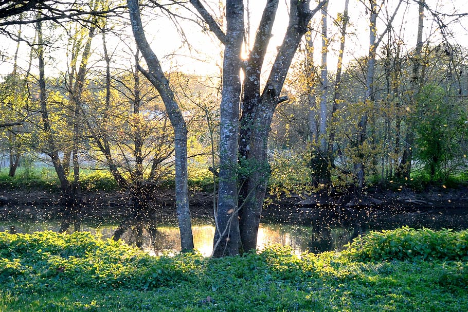 river, bank, sunset, bees, flies, swarm, water, peace, serenity HD wallpaper