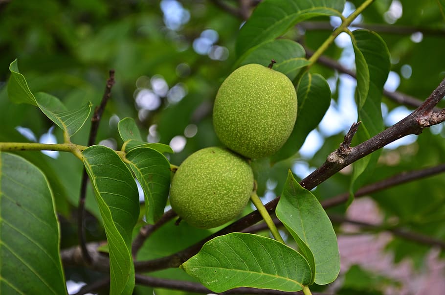 nuts, walnut, tree, fruit, seeds, foliage, eating, konary, health HD wallpaper