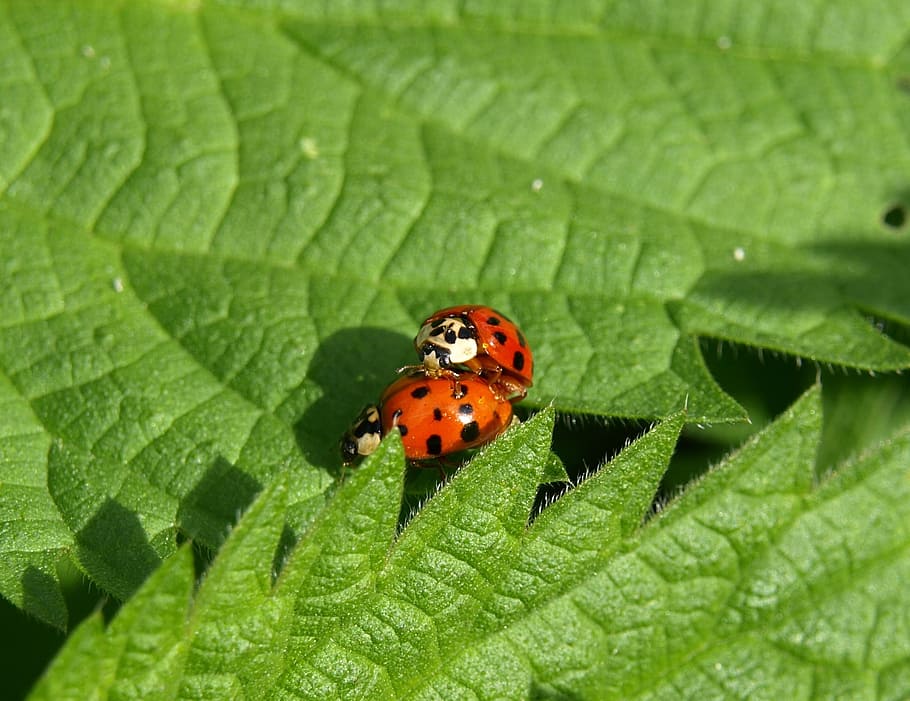 ladybug, pairing, close, couple, insect, beetle, invertebrate HD wallpaper