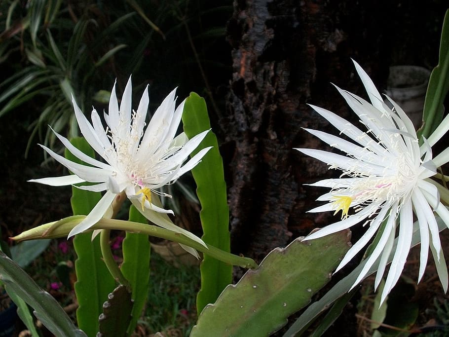 Queen of the night (Epiphyllum Oxypetalum), blooms only once at midnight  for a few hours, then the flower drops, Philippines Stock Photo - Alamy