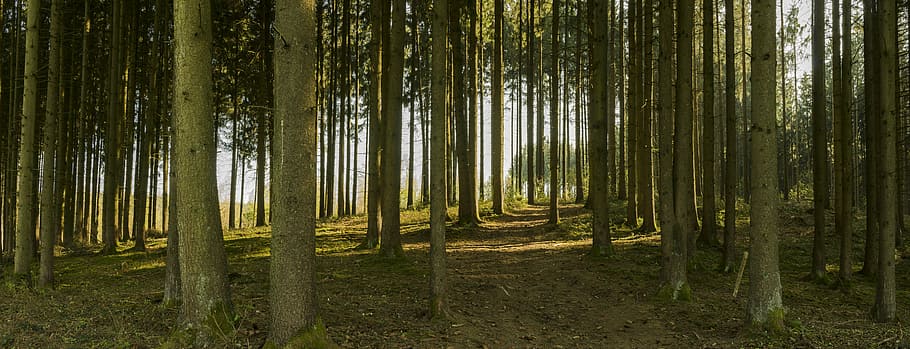 forest during daytime, panorama, away, trail, trees, tree trunks, HD wallpaper