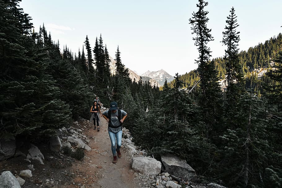 Wild, person walking between trees during daytime, mountain, path HD wallpaper