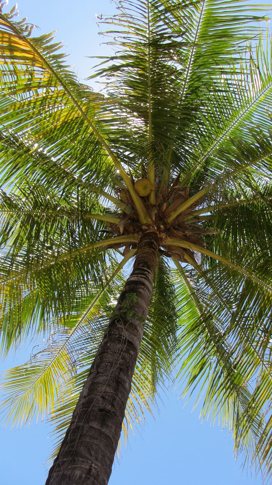 palm, coconut, coconut tree, tropical, vacation, nature, palm Tree HD wallpaper
