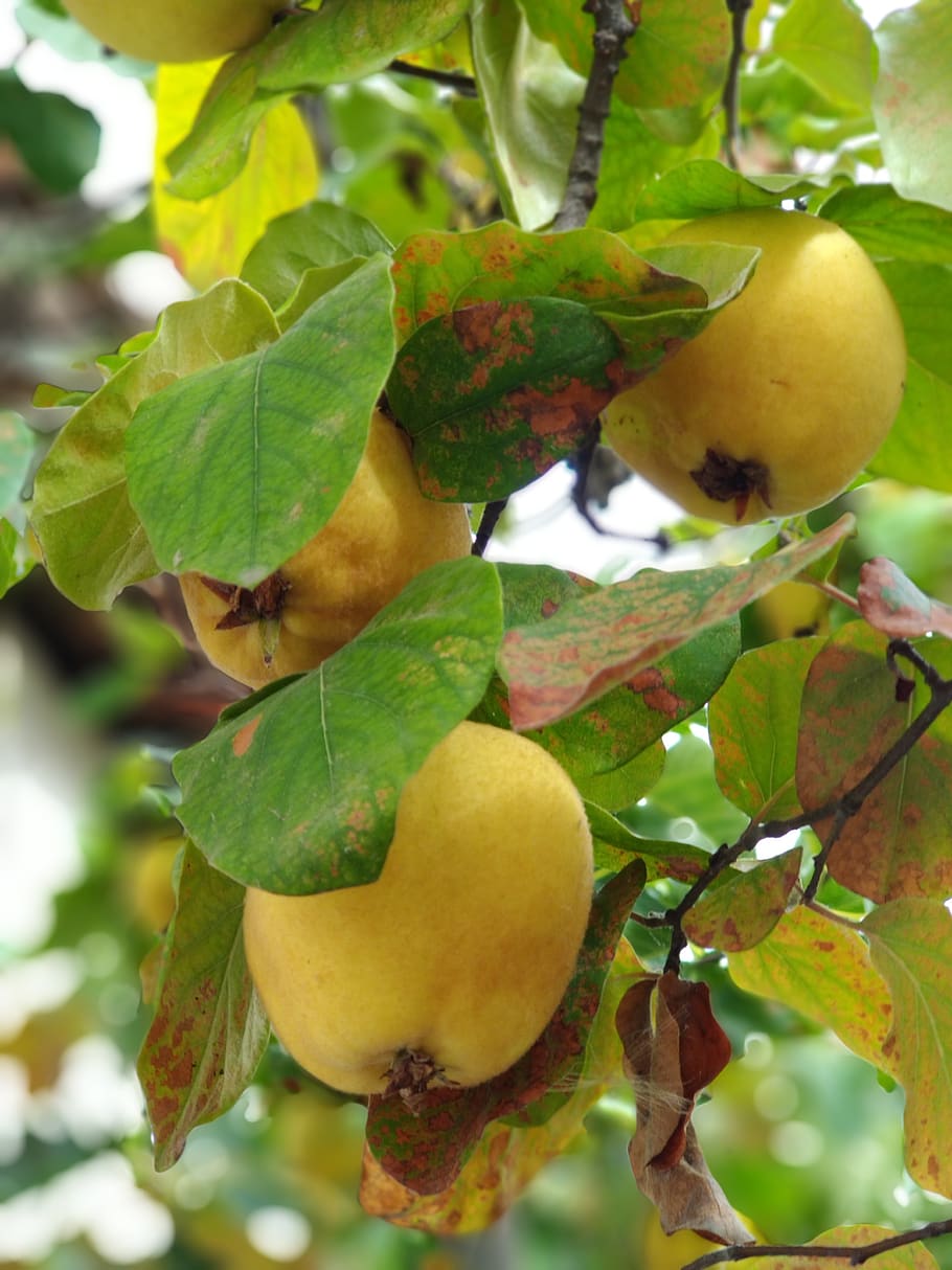 winter, fruit, yellow, healthy eating, leaf, food and drink HD wallpaper