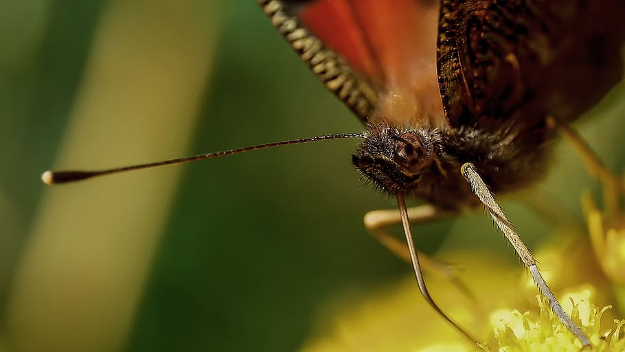 selective focus photo of brown butterfly, insect, proboscis HD wallpaper