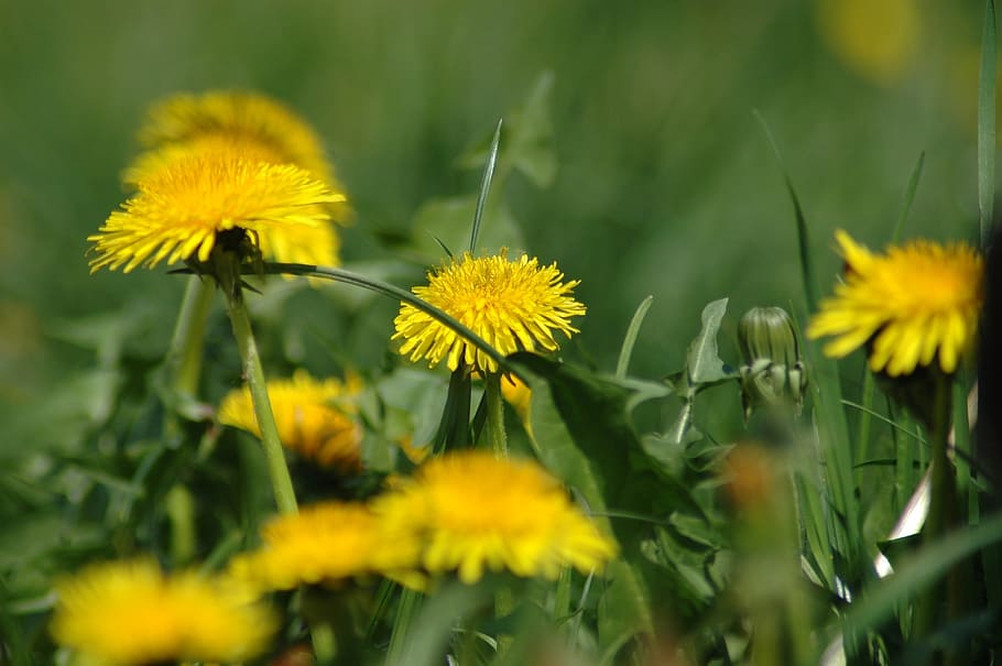 Spring, Dandelion, Easter, Yellow, Grass, flower, plant, growth HD wallpaper