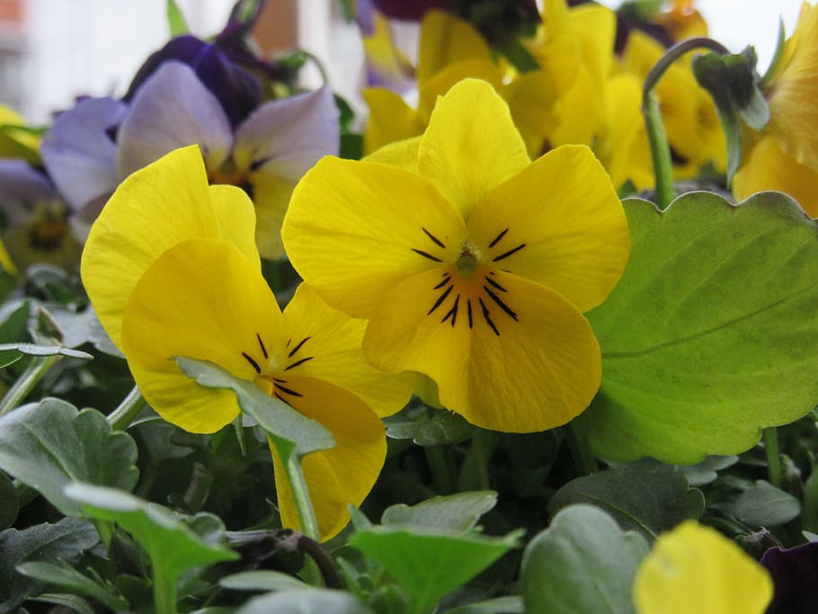 HD wallpaper: pansy, flowers, yellow, plant, close, violaceae