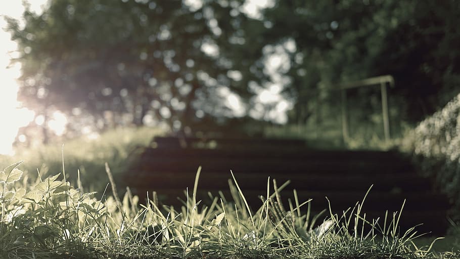 green grass Shallow Capture photography, flare, gray, sun, trees HD wallpaper