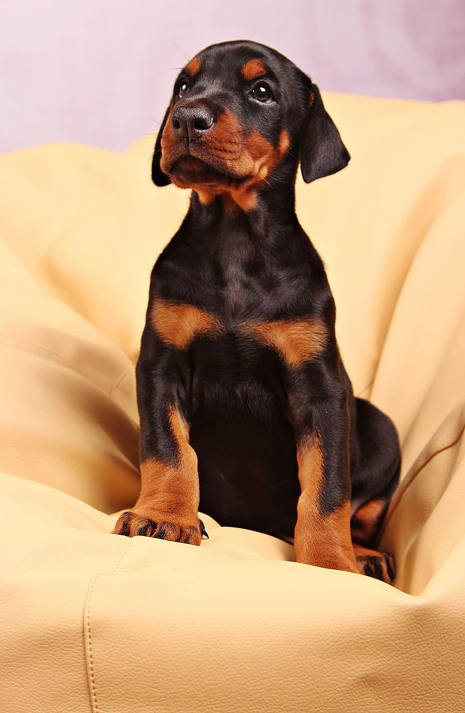 black Doberman pinscher puppy, dog, pets, animal, canine, one animal, HD wallpaper