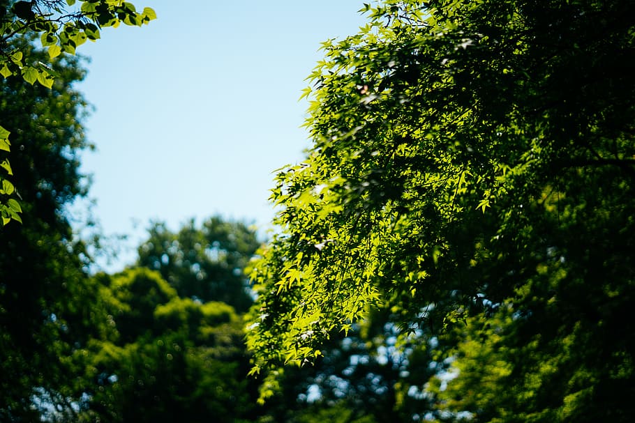 green trees during daytime, green leafed trees, Spring, best HD wallpaper