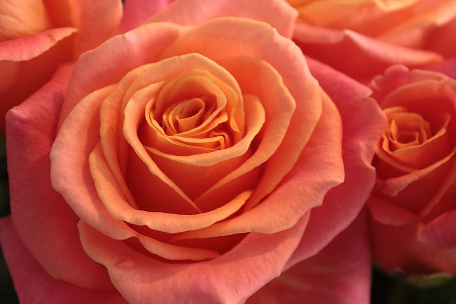 close-up photography of pink rose, flower, closeup, flowering plant HD wallpaper