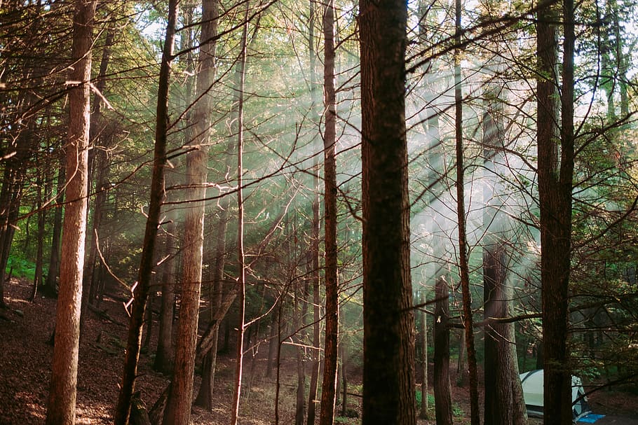 sunlight, sunshine, sunrise, trees, plants, landscape, nature HD wallpaper