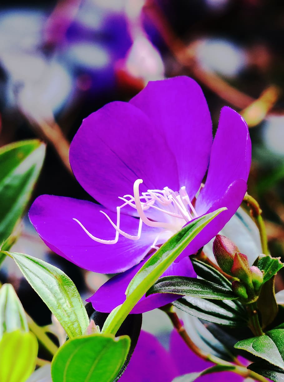 nature, flower, plant, leaf, garden, flower's, bloom, petal HD wallpaper