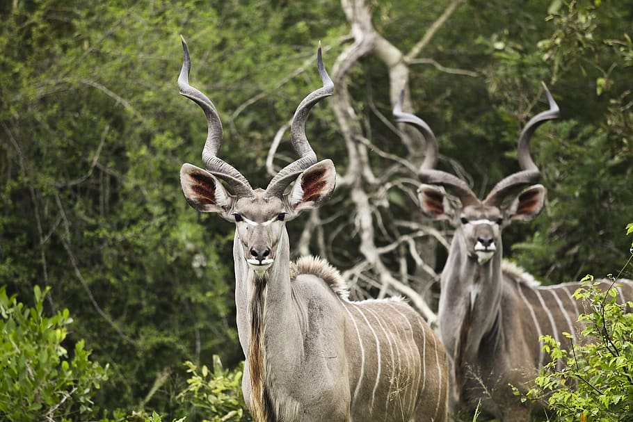 brown and gray deer standing near bush, kudu, buck, wildlife