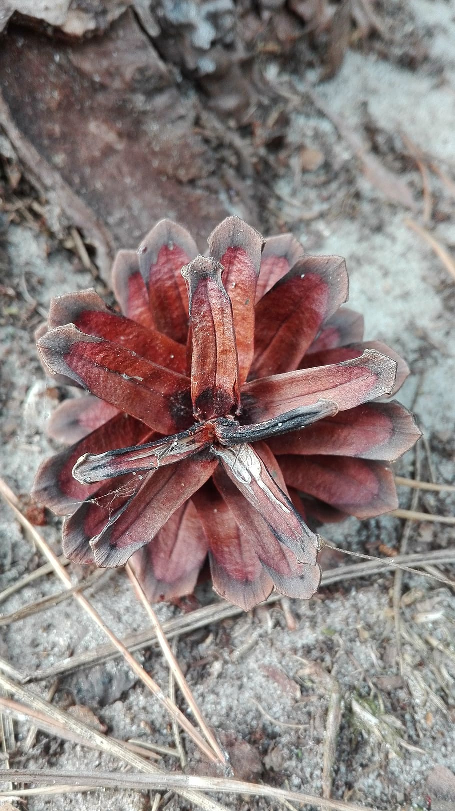 pine cone, forest, nature, close-up, plant, flowering plant HD wallpaper