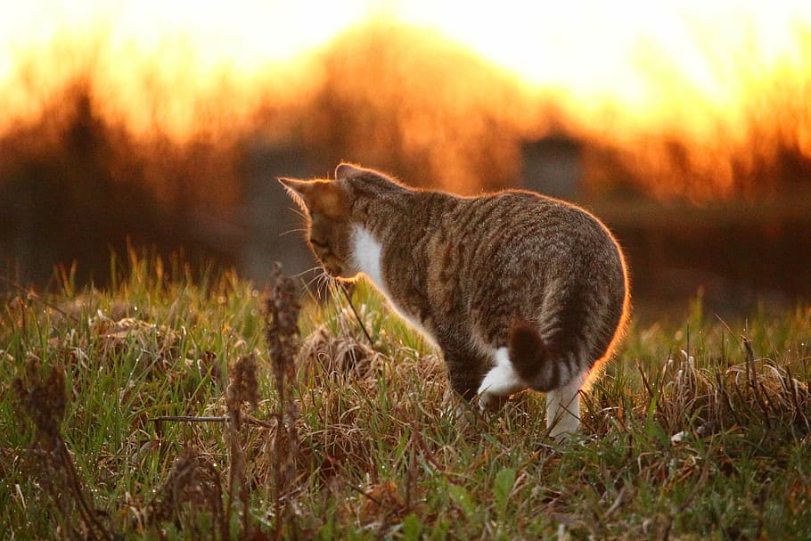 brown Tabby cat on green grass field, kitten, mieze, sunset HD wallpaper