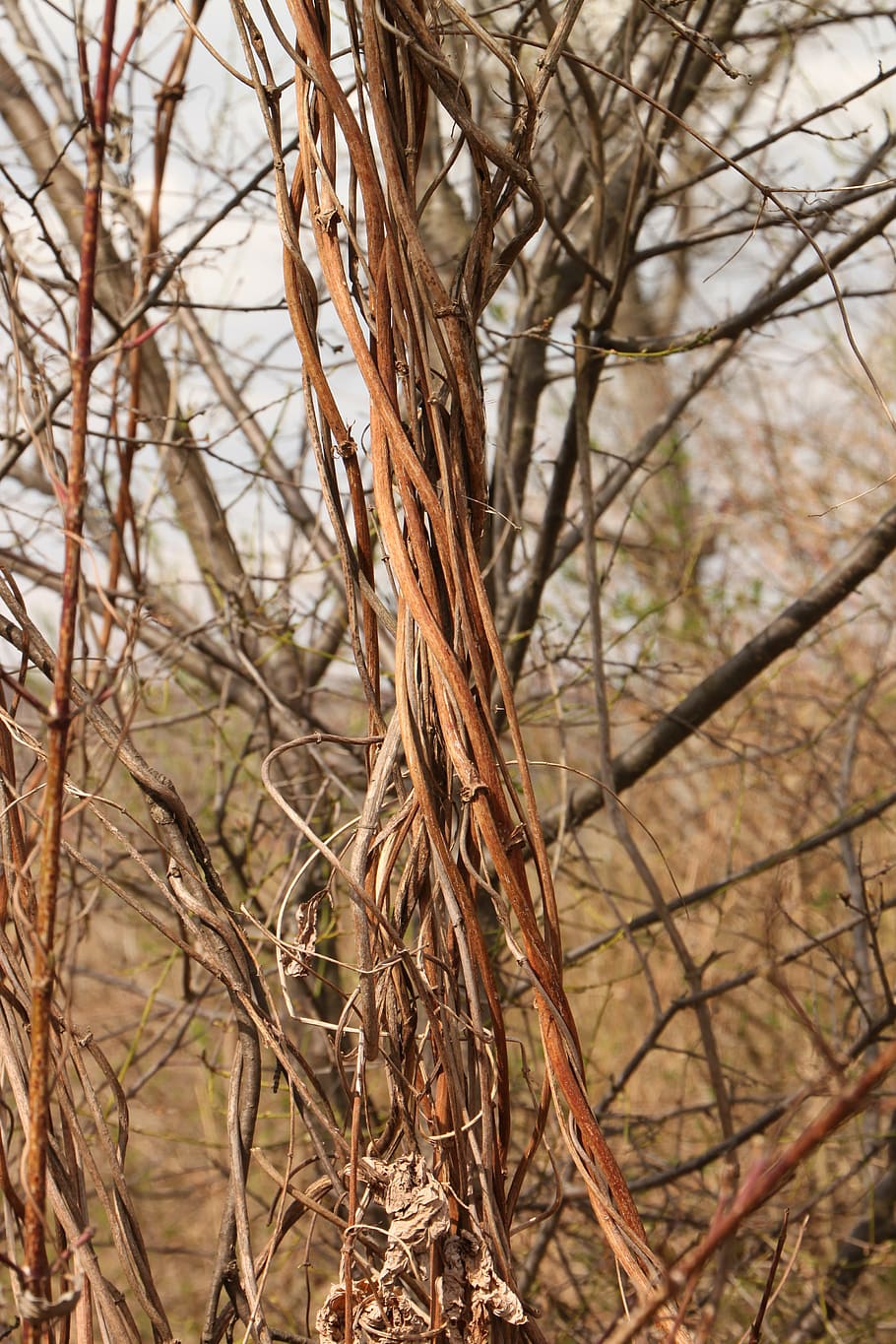 beard, clematis, curled, joy, old, vines, vitalba, plants, tree HD wallpaper