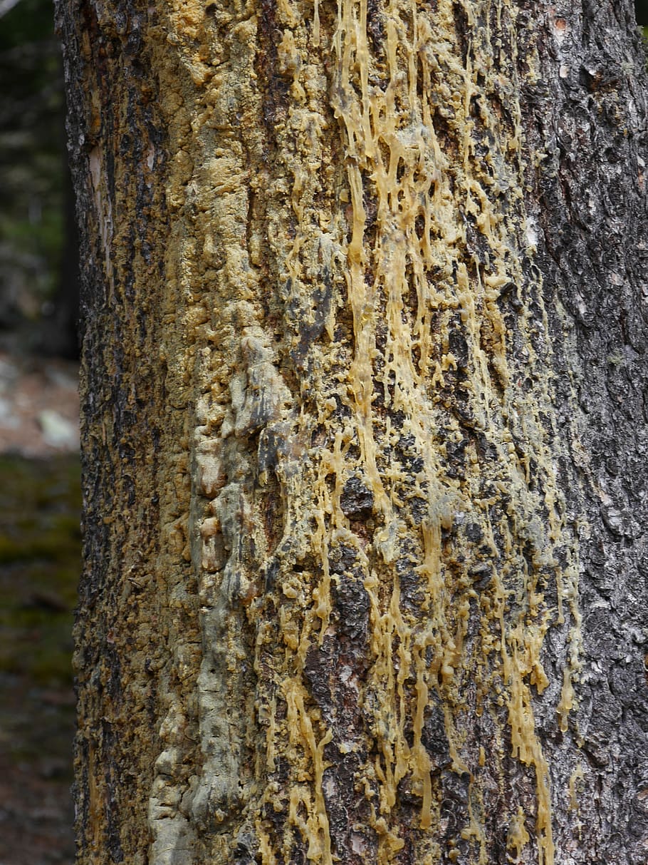 tree, resin, nature, tree trunk, textured, rough, close-up HD wallpaper