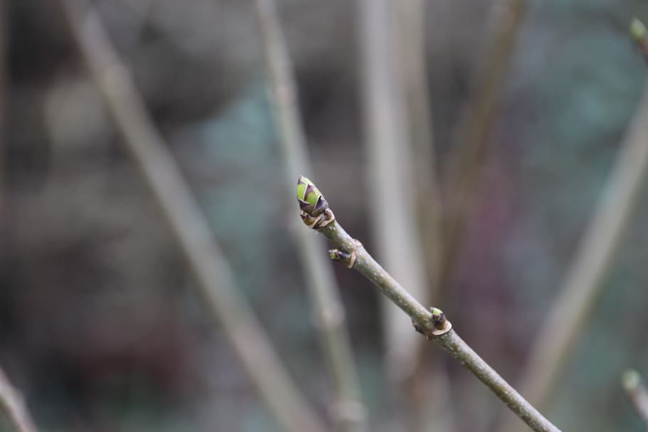 ieper, nature, button, islet, plant, close-up, focus on foreground HD wallpaper