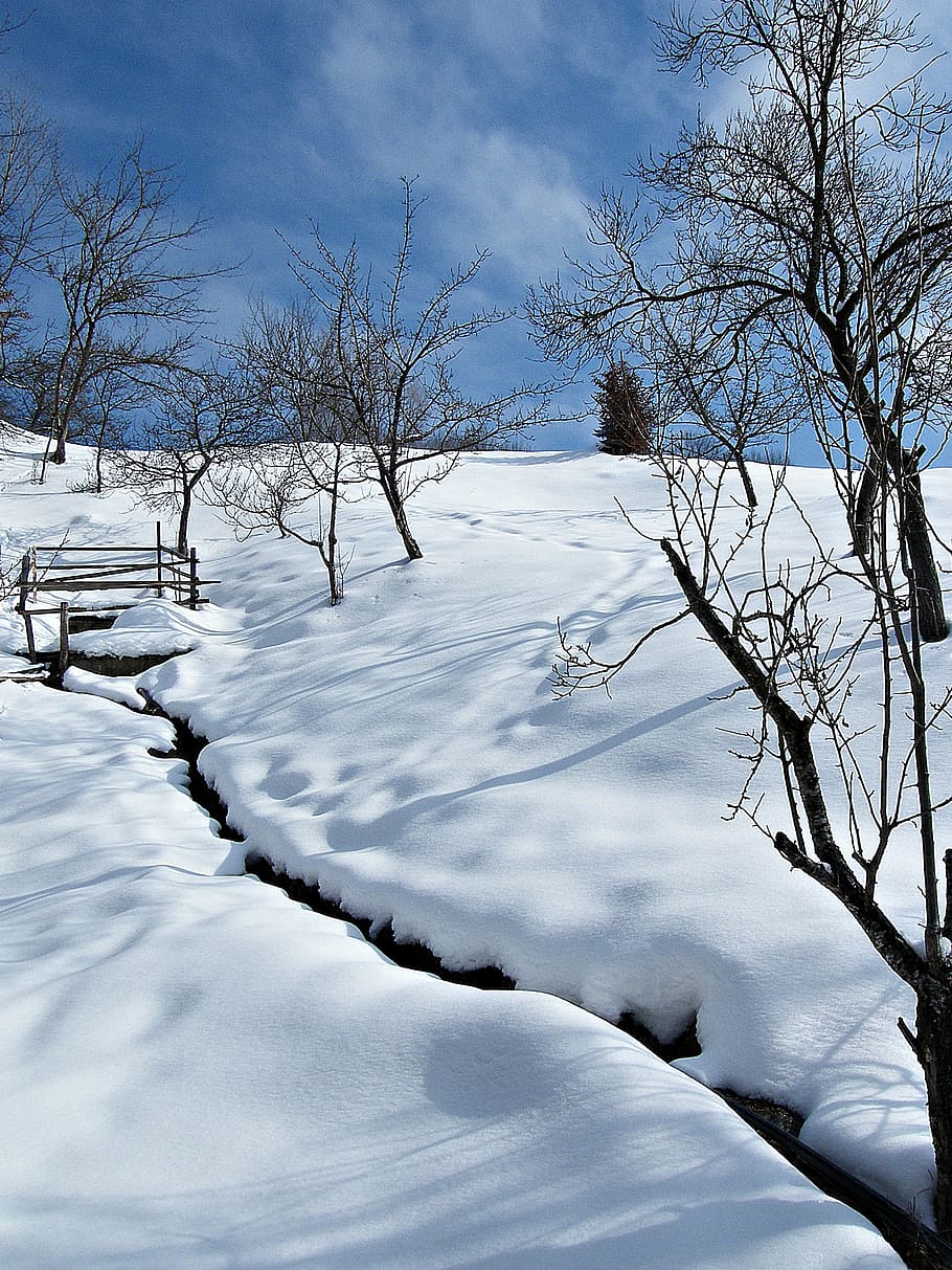 winter, nature, ice, cold temperature, snow, tree, bare tree HD wallpaper