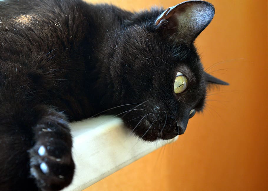 Black Cat, Pets, Eyes, cat eyes, cat's eye, cat person, fur HD wallpaper